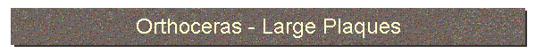 Orthoceras-Large Plaques
